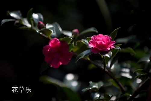 灵芝泡水喝黑人一区二区三区久久，神奇的养生之道，解锁千年草本智慧