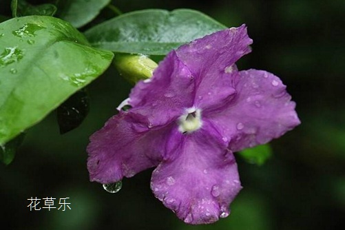 苹果果国产午夜鲁丝片av无码免费，解锁健康生活的甜蜜秘密